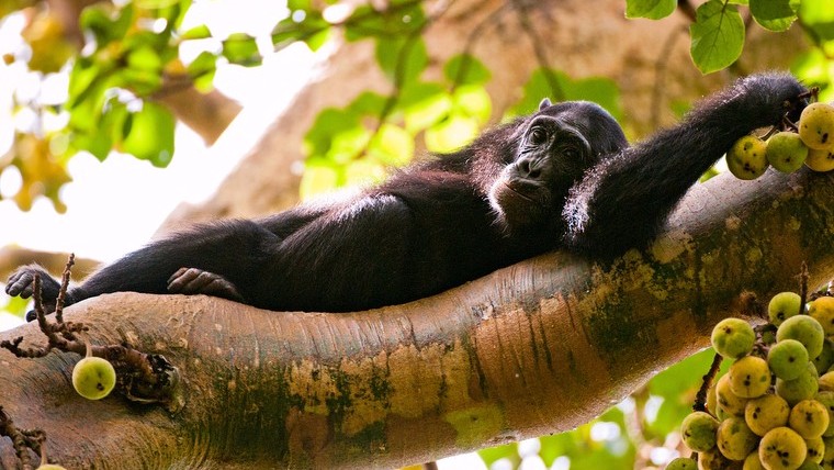 Chimpanzee resting in Kibale forest