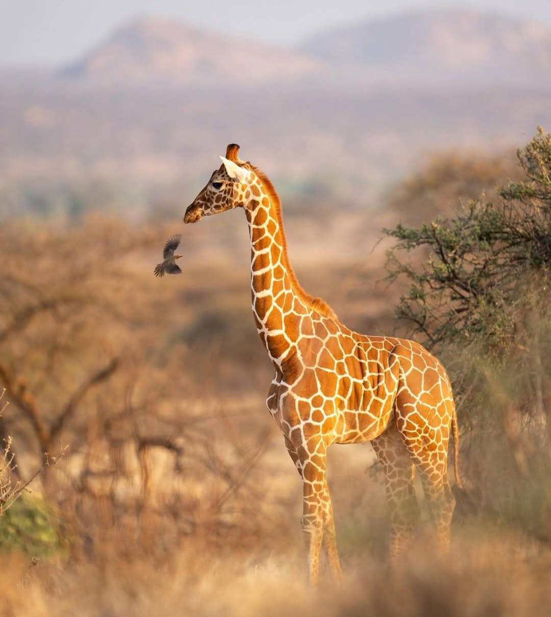 Beautiful giraffe in African savanna with bird