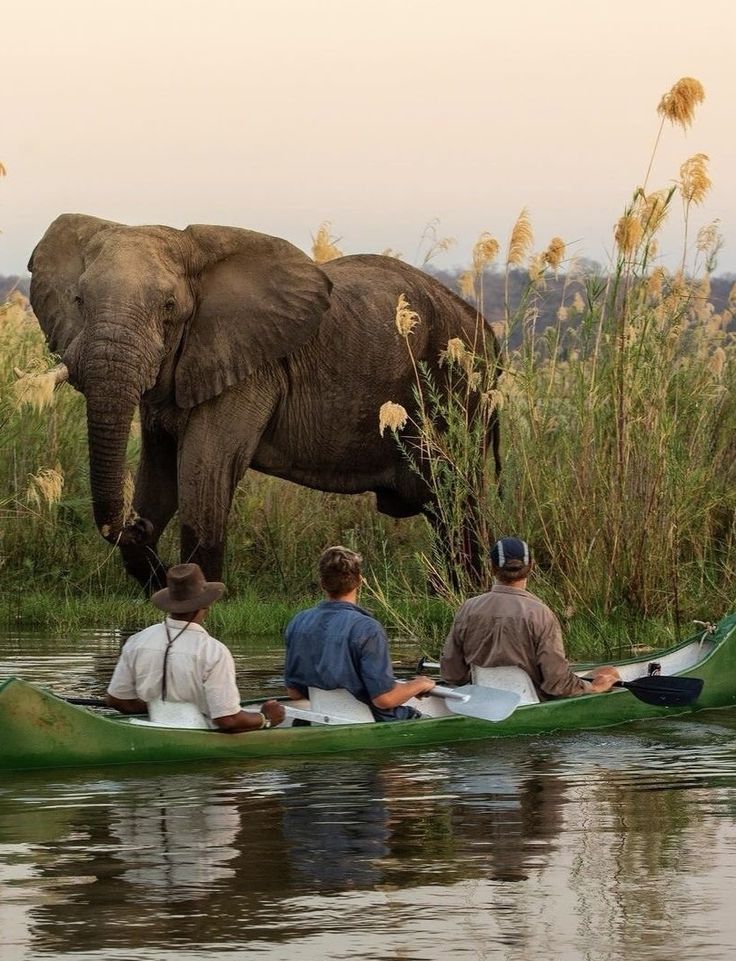 Canoe Safaris: Silent Wildlife Encounters on Water