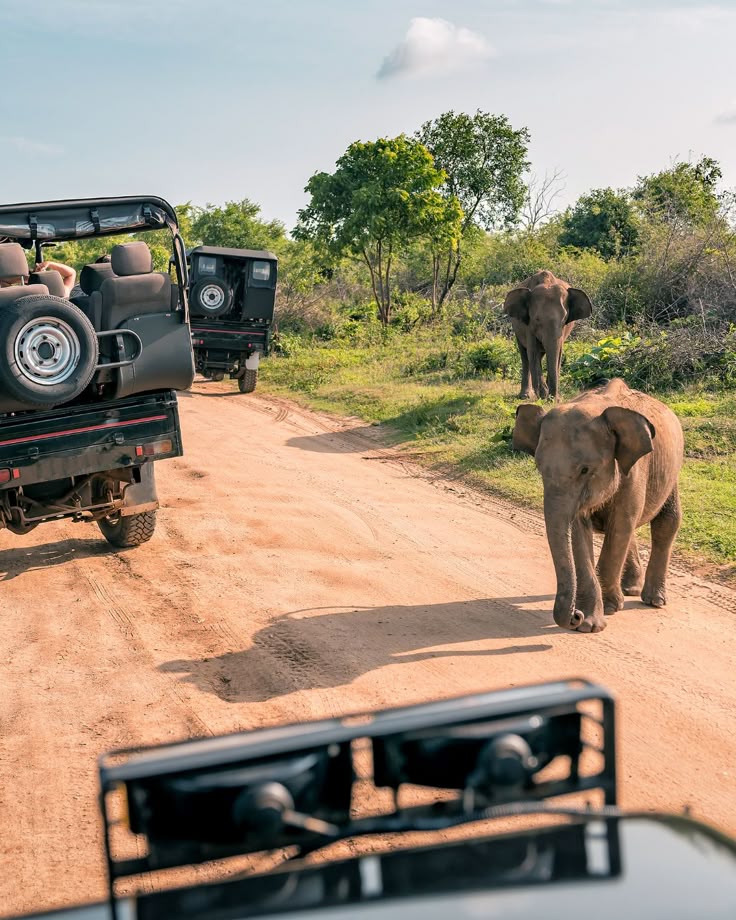 Safari convoy with wildlife