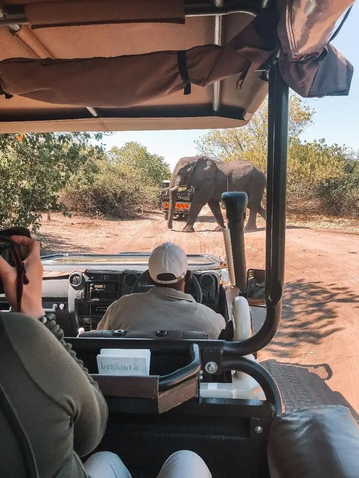 Safari vehicle with elephants