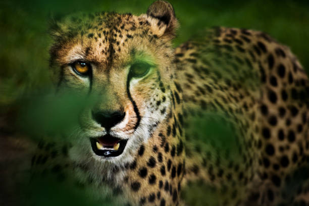 Cheetah close-up portrait with intense gaze