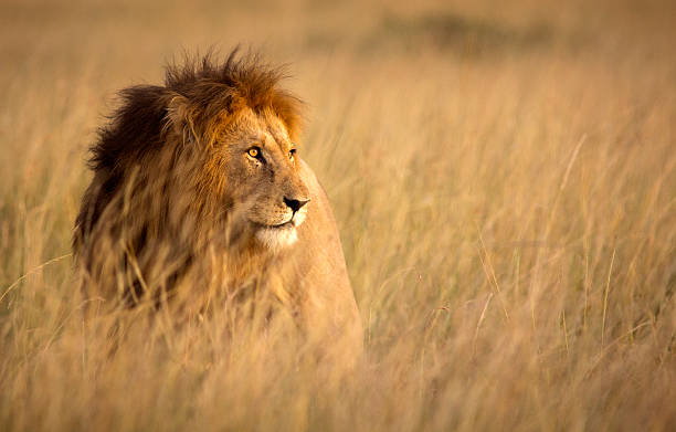 Majestic male lion portrait in golden grassland