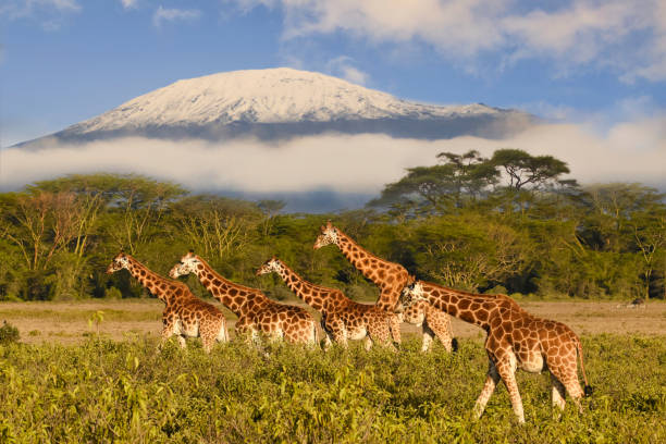 Giraffes with Mount Kilimanjaro in background