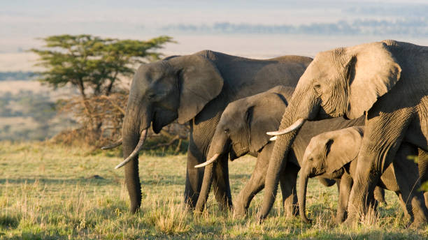 Elephant family walking in African savanna