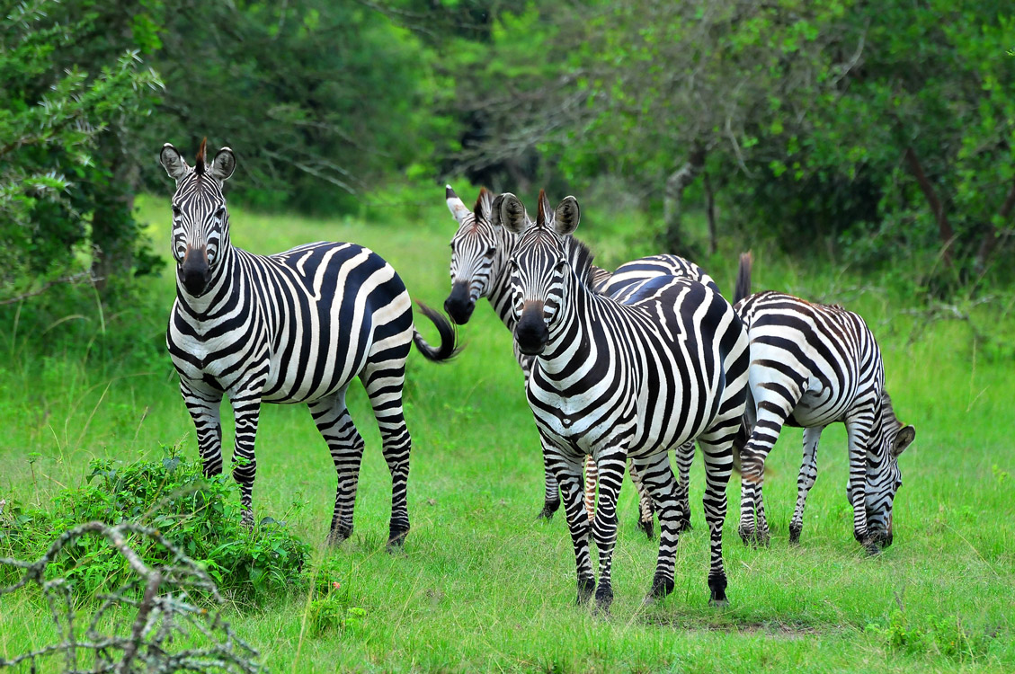 Zebras grazing in green grassland of Lake Mburo