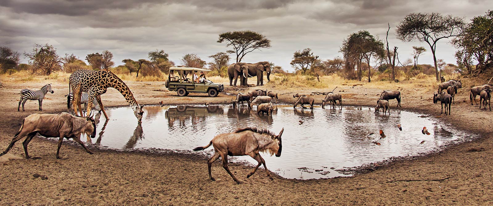 Serengeti Waterhole Safari