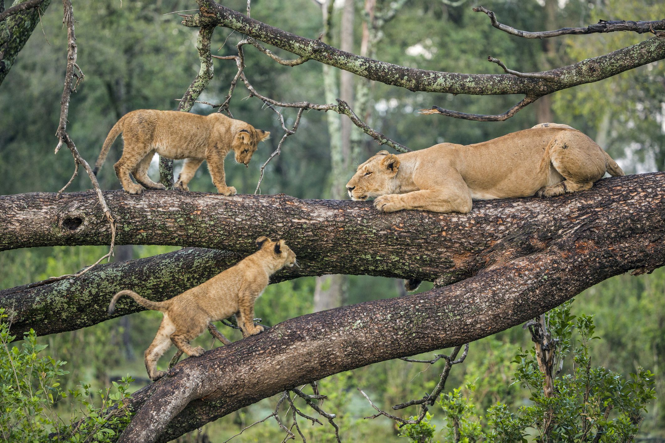 Tree-Climbing Lions Safari