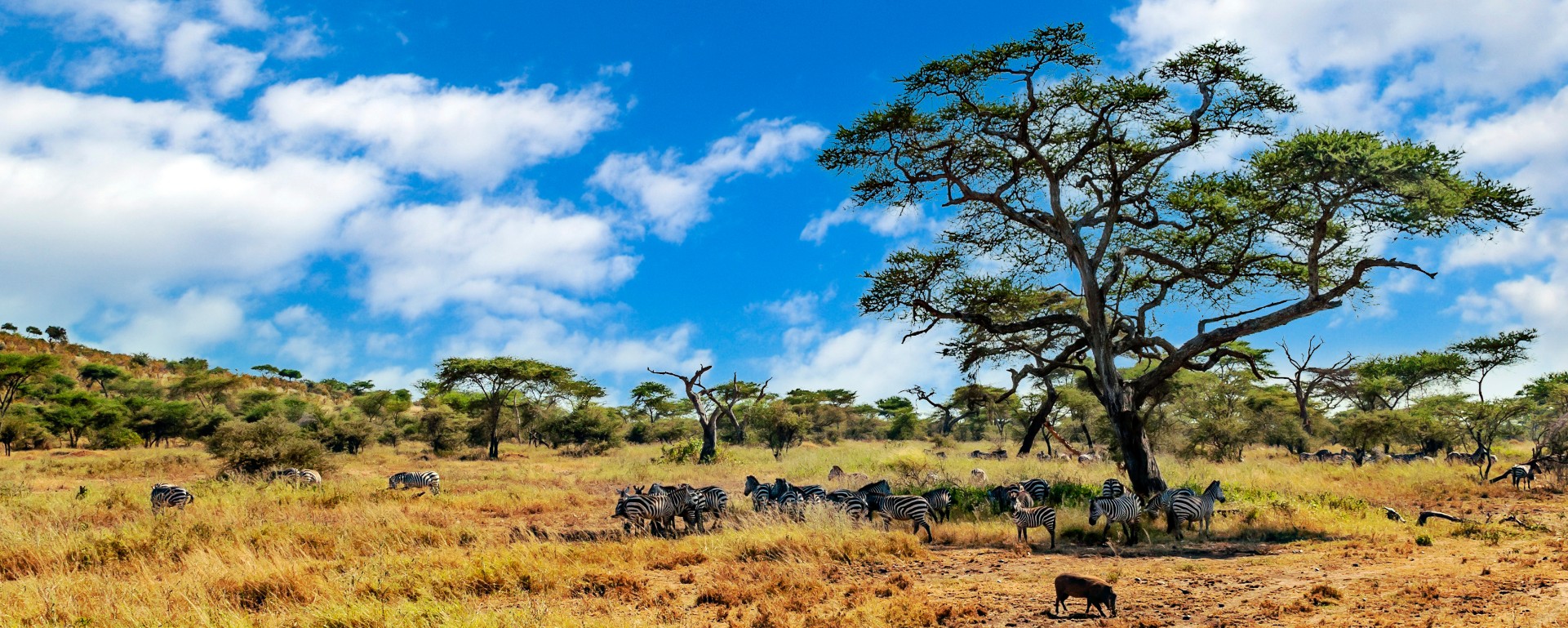 Zebras in the savanna